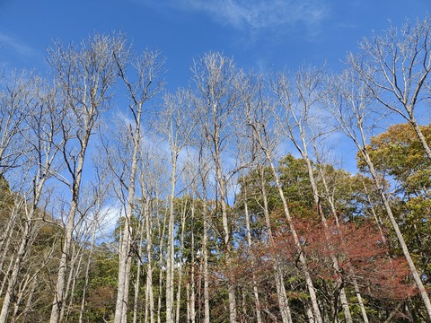 【旅行】GoToトラベル再開は2022年1月から2月頃らしい