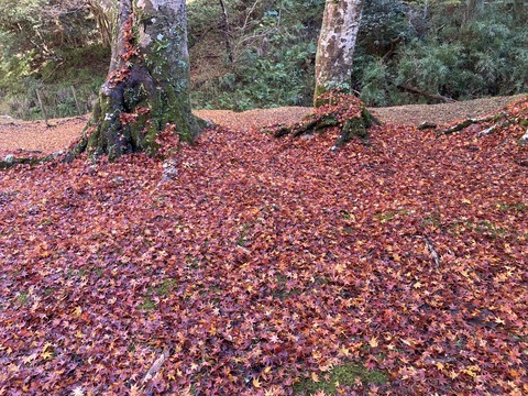 【節約】2025年11月の家計簿公開