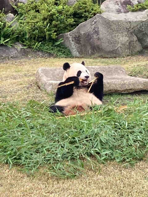 【旅行】10月に訪れたアドベンチャーワールドでパンダの赤ちゃんが生まれていた