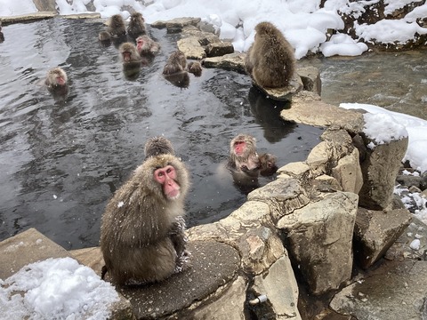 【旅行】地獄谷野猿公苑に行ってきた：お猿の温泉はサイコー