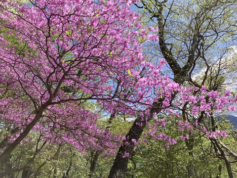 【旅行】5月の日光高山、中禅寺湖南岸でツツジ・シロヤシオハイキング