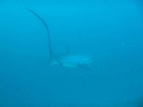 【旅行】南の島でニタリに会った