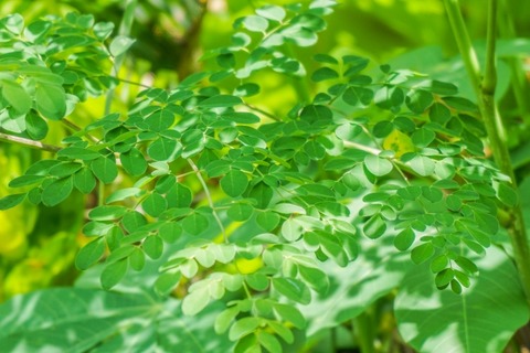 【健康】沖縄のスーパーフード：モリンガ茶を飲んでみた