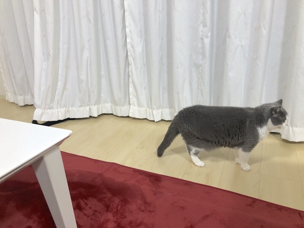チャラい?カメムシさん : 愛猫たちとの徒然日記 梅子の部屋 Powered