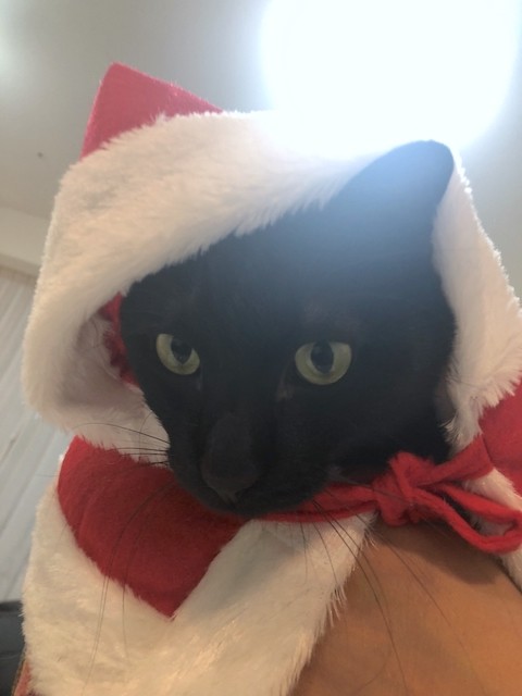 2018-11-24 23.17.49