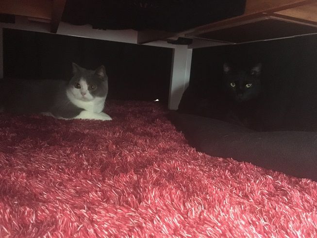 こたつ 愛猫たちとの徒然日記 梅子の部屋 Powered By ライブドアブログ こたつ 愛猫たちとの徒然日記 梅子の部屋 Powered By ライブドアブログ