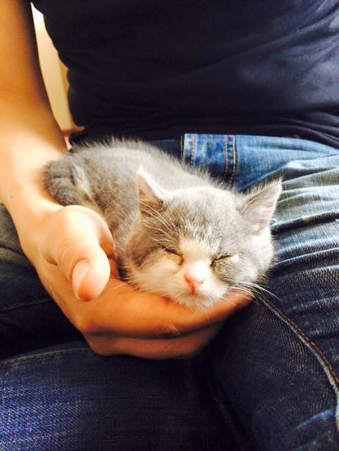 11416146_782875961811330_7841397966873198485_n