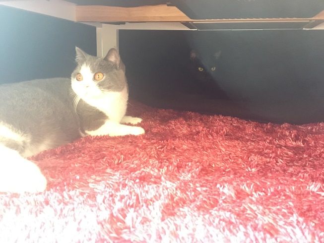 こたつ 愛猫たちとの徒然日記 梅子の部屋 Powered By ライブドアブログ こたつ 愛猫たちとの徒然日記 梅子の部屋 Powered By ライブドアブログ