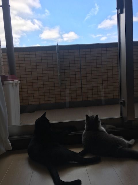 窓際でお揃いのポーズ 愛猫たちとの徒然日記 梅子の部屋 Powered By ライブドアブログ 窓際でお揃いのポーズ 愛猫たちとの徒然日記 梅子の部屋 Powered By ライブドアブログ