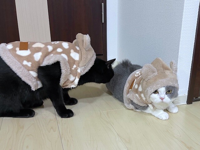 2022-11-13 20.24.38-1