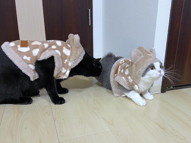 2022-11-13 20.24.37-1