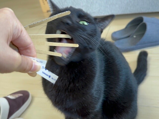 2024-12-29 11.06.16-1