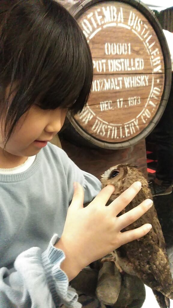 広島のフクロウカフェ 羽る茶碗