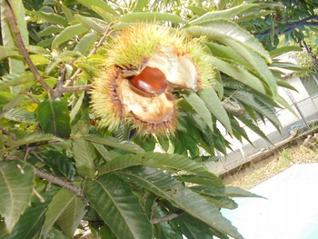 DSC00088