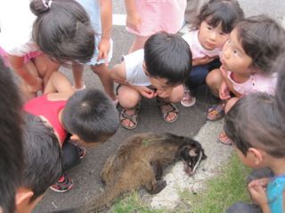 動物珍物語 悲物語 梅の里保育園写真日記 動物珍物語 悲物語 梅の里保育園写真日記