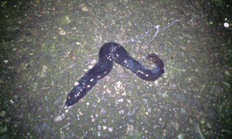 よるなのにヒル オヤジかよ ペンネと一緒