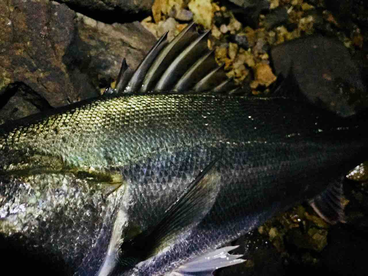 七北田川ナイトシーバス メタ ボリックのお魚日記 七北田川ナイトシーバス メタ ボリックのお魚日記