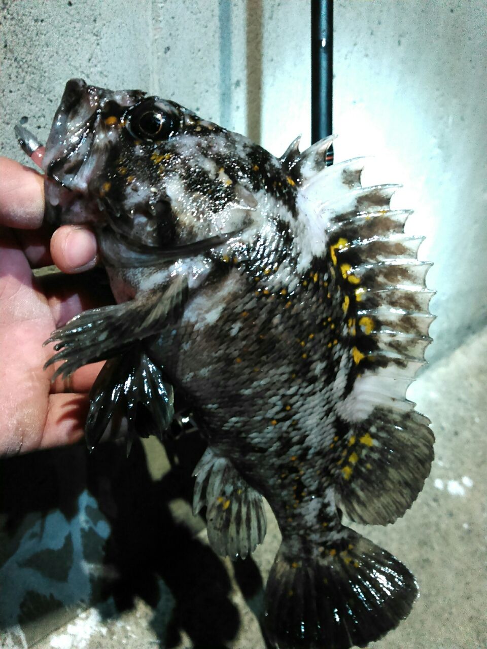 ナイトロック メタ ボリックのお魚日記