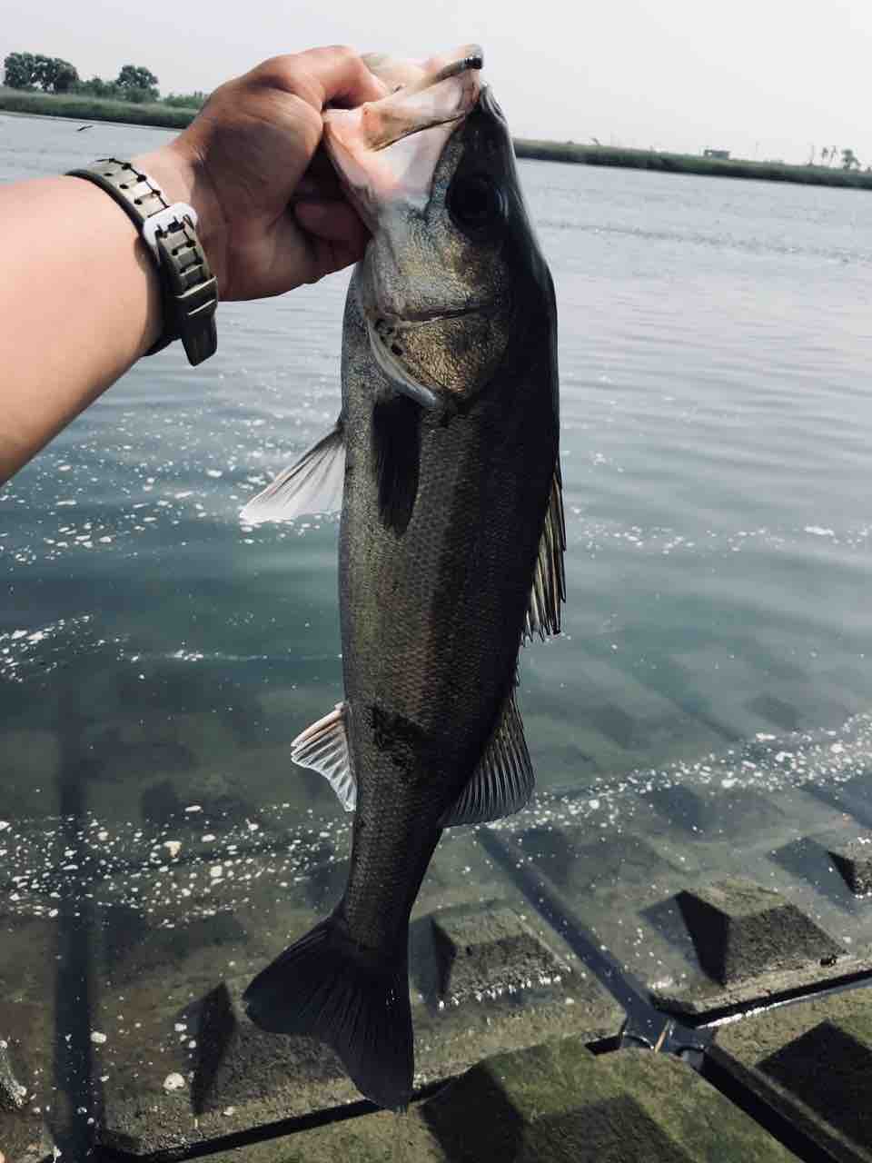 リバーシーバス始動 メタ ボリックのお魚日記