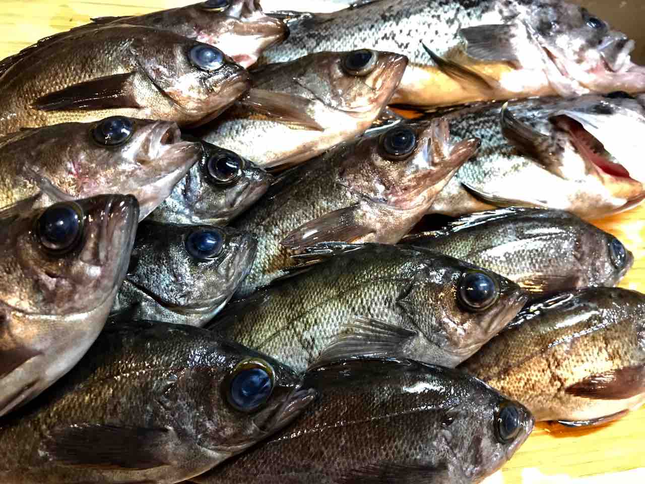 牡鹿半島メバルの唐揚げ メタ ボリックのお魚日記 牡鹿半島メバルの唐揚げ メタ ボリックのお魚日記