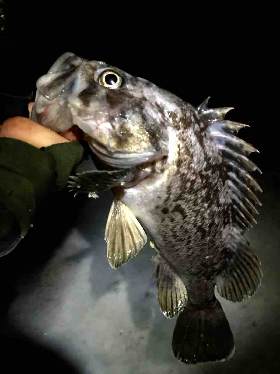 牡鹿半島メバルの唐揚げ メタ ボリックのお魚日記