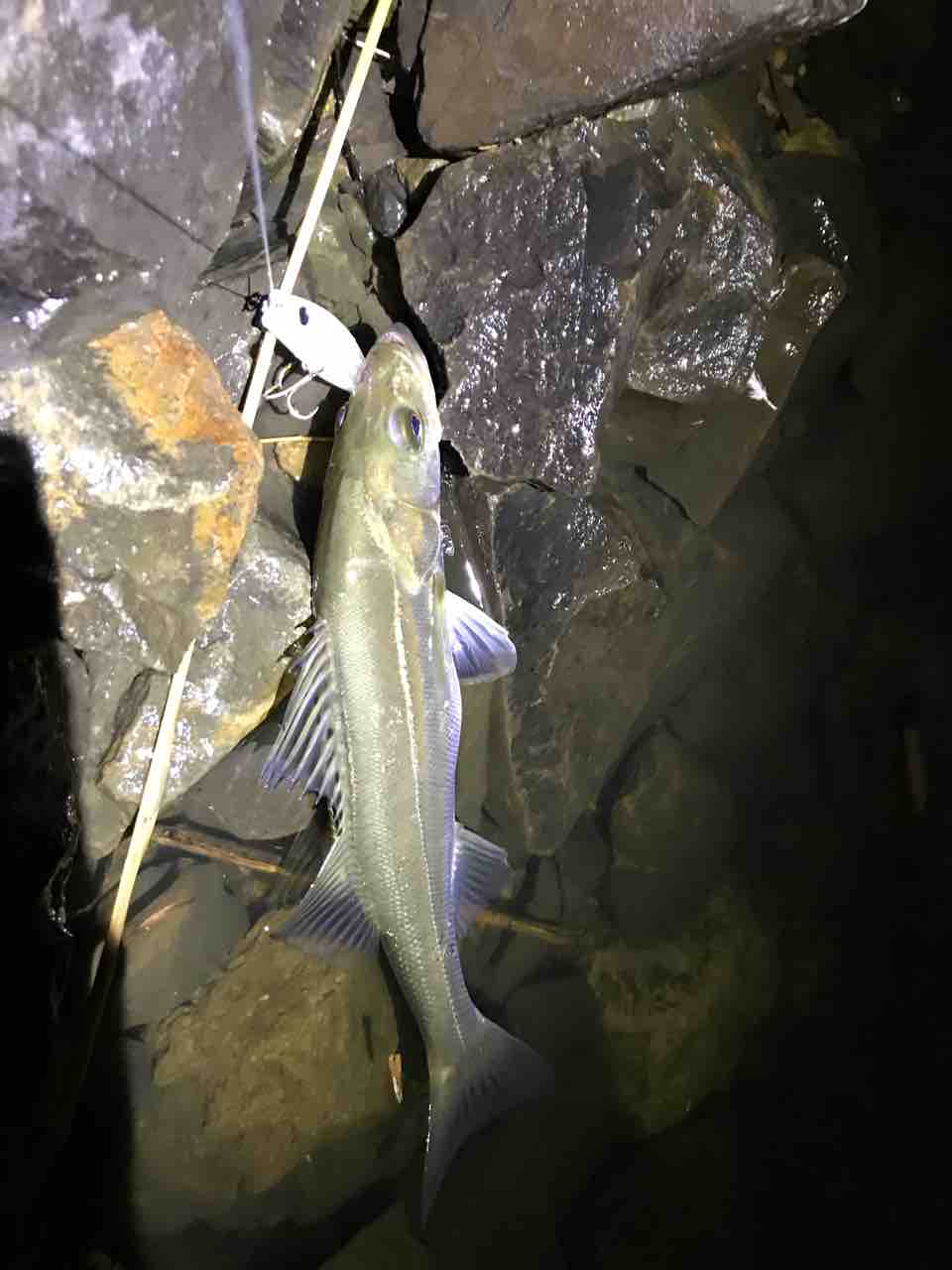 七北田川ナイトシーバス メタ ボリックのお魚日記 七北田川ナイトシーバス メタ ボリックのお魚日記