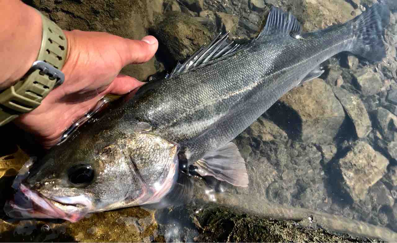 リバーシーバス始動 メタ ボリックのお魚日記 リバーシーバス始動 メタ ボリックのお魚日記