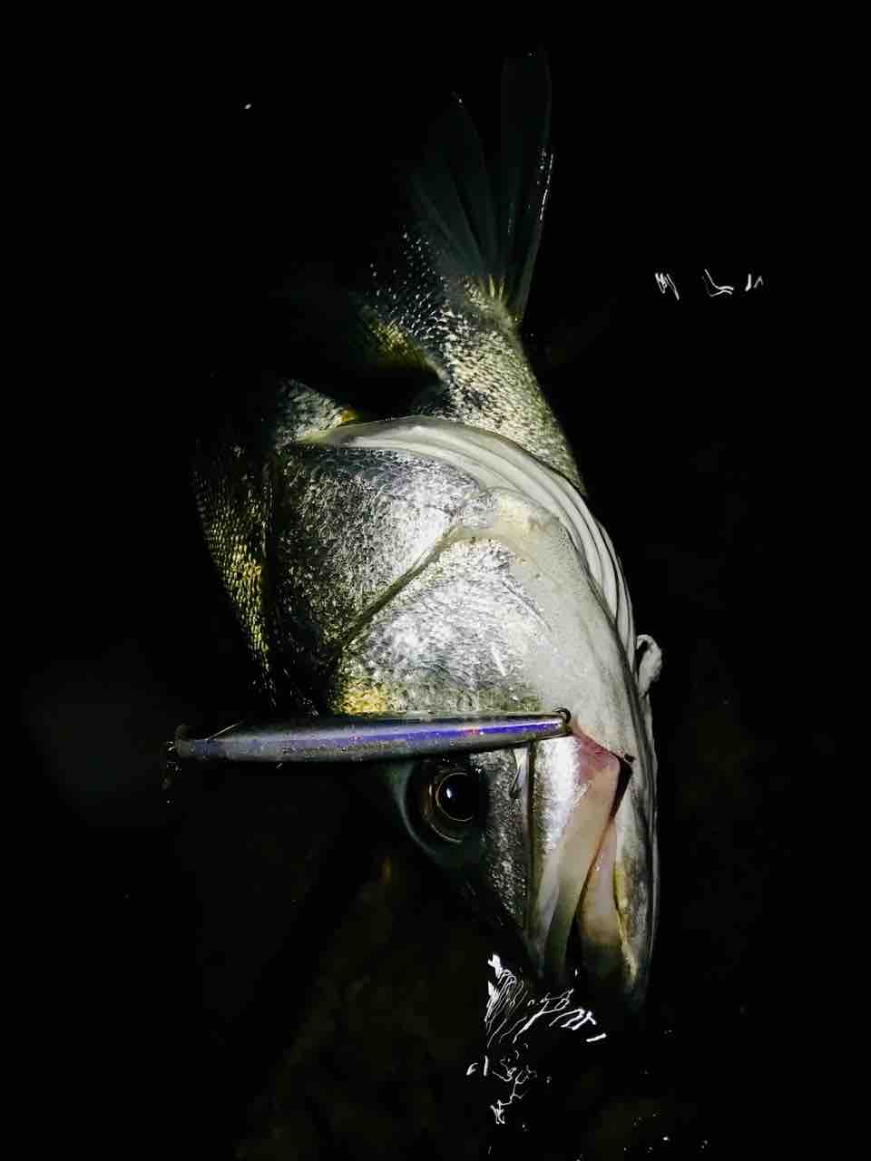 七北田川ナイトシーバス メタ ボリックのお魚日記 七北田川ナイトシーバス メタ ボリックのお魚日記