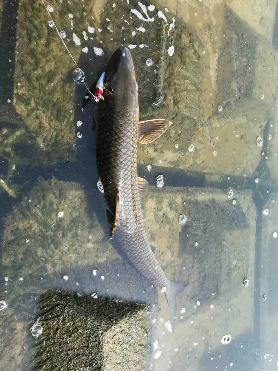 リバーシーバス始動 メタ ボリックのお魚日記 リバーシーバス始動 メタ ボリックのお魚日記