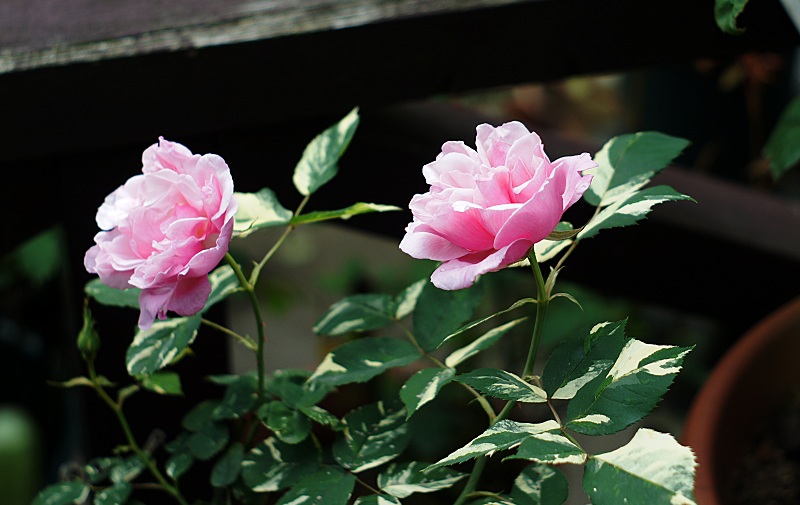 Span Itemprop Headline 葉っぱに絞りが入った薔薇です ヘルシューレン Span うめ Blog