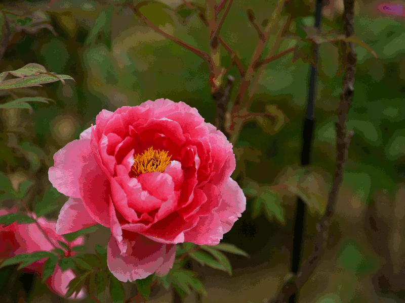 牡丹の花 ｇｉｆアニメ動画 写真4枚で作成 うめ Blog