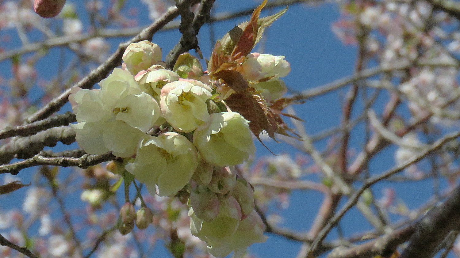 鬱金桜 うこんざくら うめ Blog 鬱金桜 うこんざくら うめ Blog