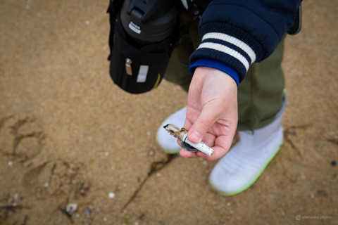 ウミガメ隊_20250312075228