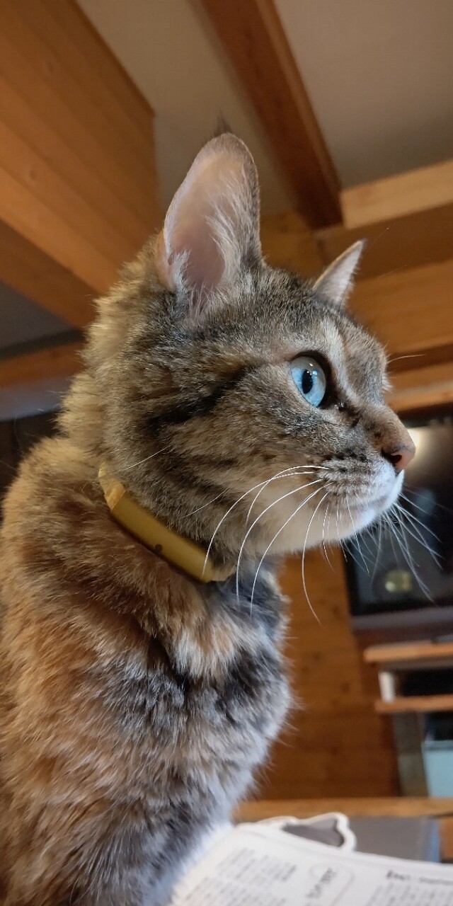 猫の寿命 猫の昼寝代行屋 猫の寿命 猫の昼寝代行屋