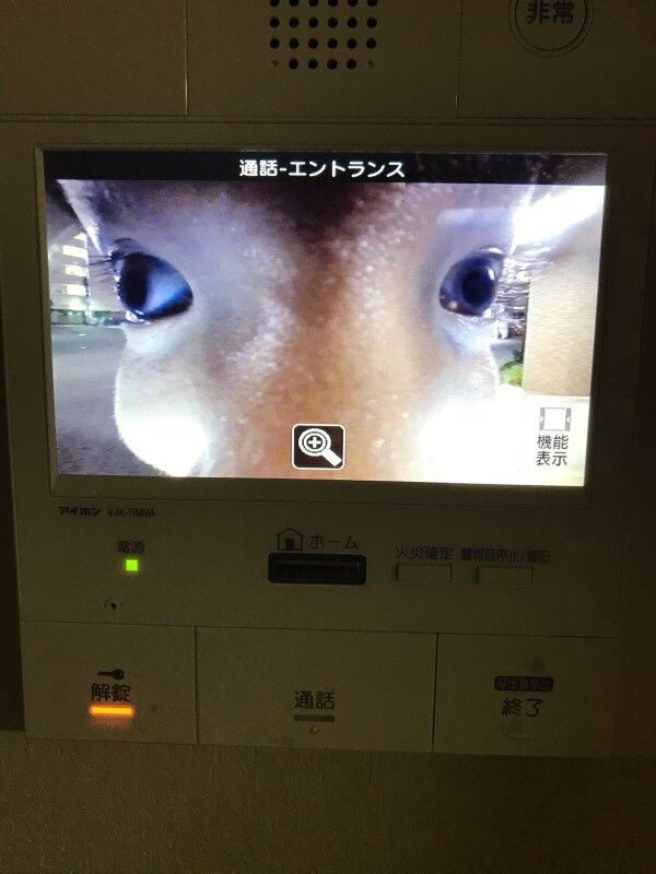 【画像】シカさん????、インターホンを押してしまう