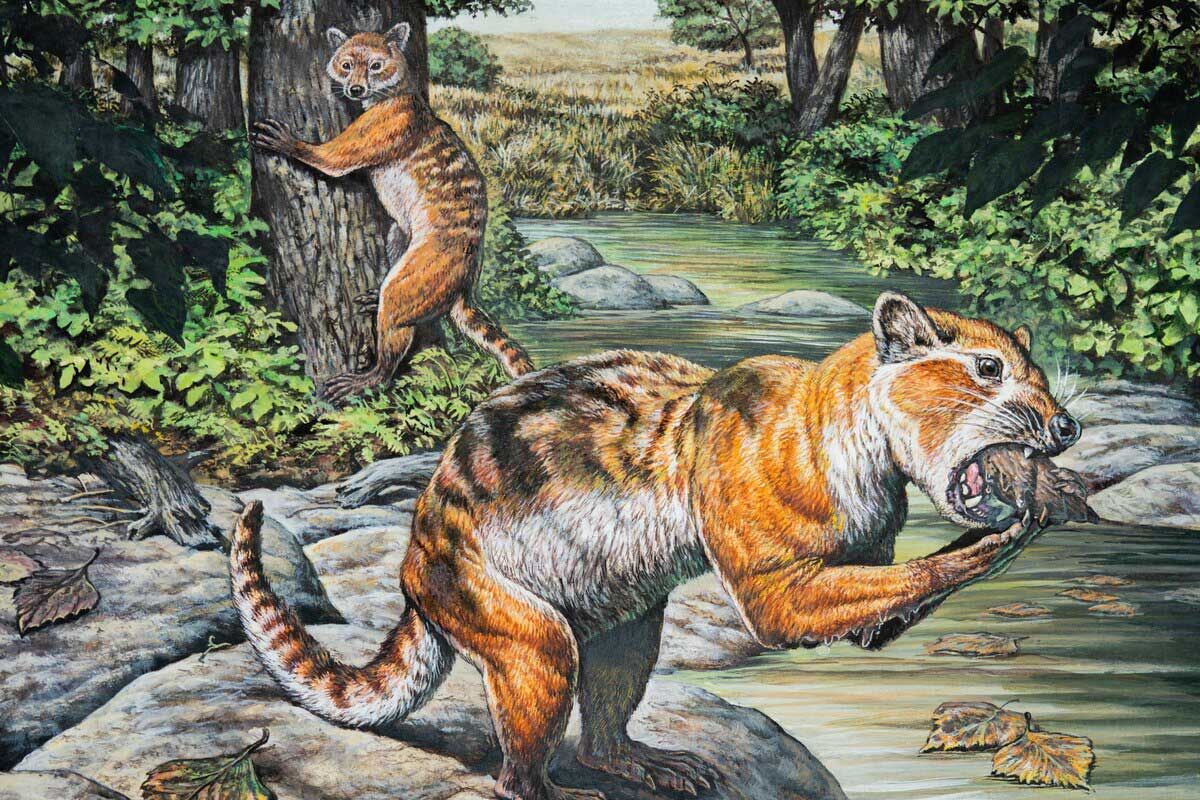 【古生物】クマの仲間の祖先“子ネコカワウソクマ”化石、ついに新種と特定、どんな動物やねんｗｗｗｗ