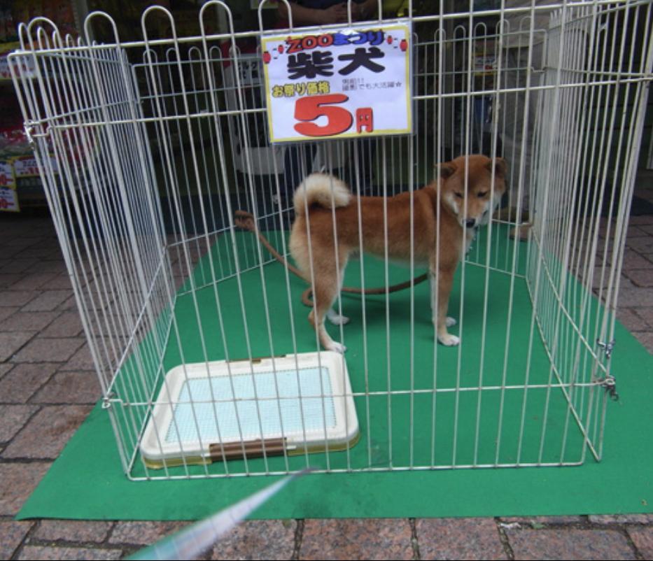 【画像】柴犬、5円で売っててワロタw w w