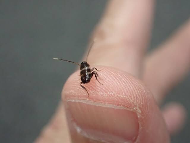 【画像】今年すでにこの虫を家で見た人やばいです