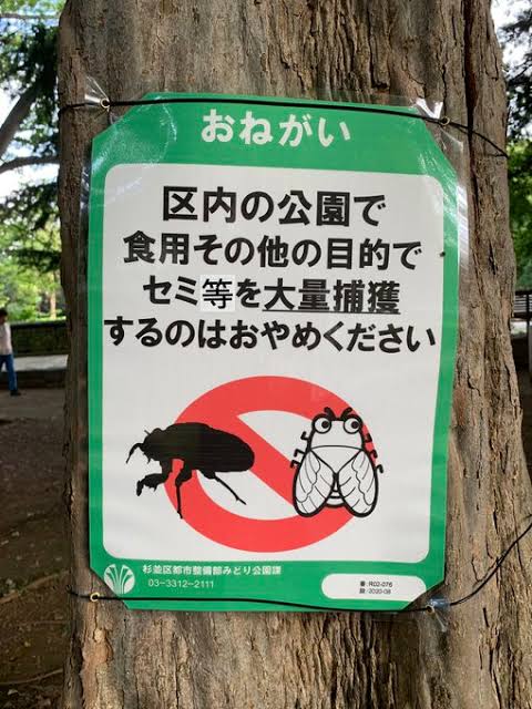 【画像】セミがうまいとバレた結果がこちらｗｗｗｗｗｗｗｗｗｗｗｗｗｗｗ