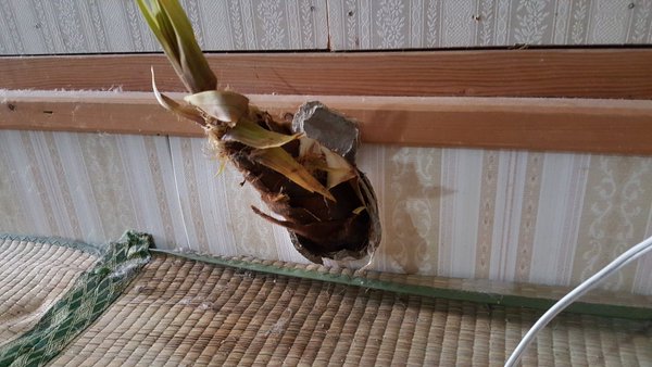 【画像】 ツイ民 「ちょｗ壁からタケノコ生えてんだけどｗｗ」 ←思ったよりでかいタケノコでわろたｗｗｗｗｗｗｗｗｗｗｗ