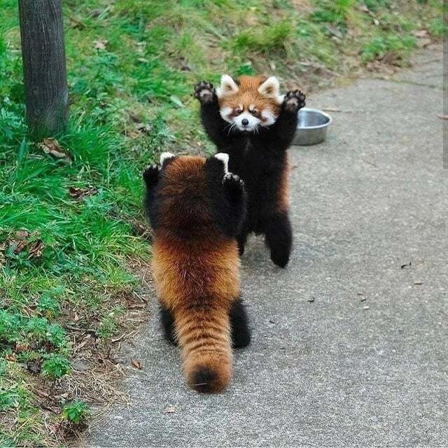 【画像】レッサーパンダとかいう敵を威嚇しまくる凶暴な動物がこちらｗｗｗｗｗｗｗｗｗｗｗｗｗｗｗｗ