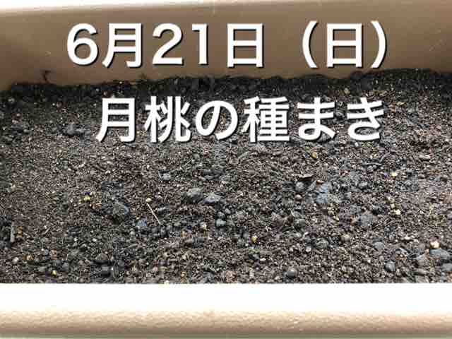 月桃の種まき 海風umikaji Blog