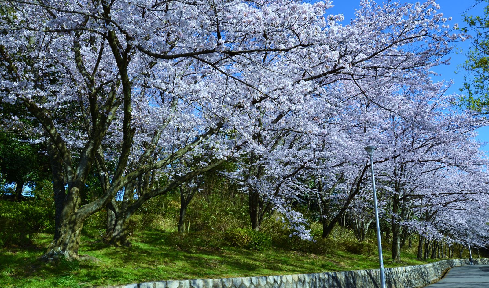 ﾃﾞｼﾞﾀﾙお花見 服部緑地公園の桜満開 お見事 ｕｍｅｄａ ｐａｌｅｔｔｅ