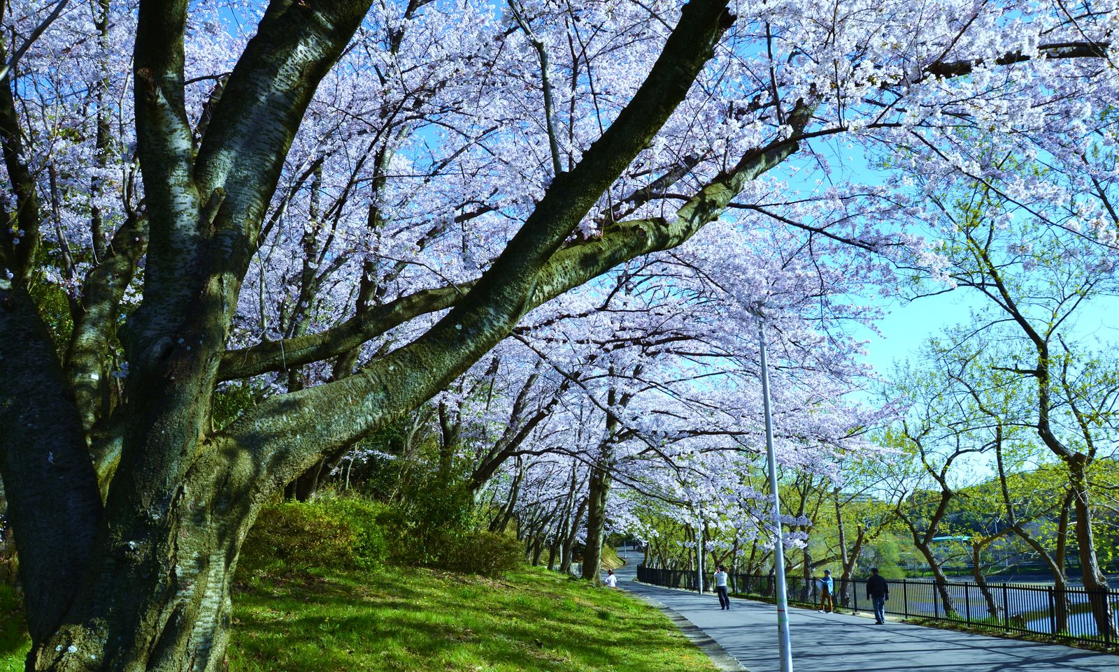ﾃﾞｼﾞﾀﾙお花見 服部緑地公園の桜満開 お見事 ｕｍｅｄａ ｐａｌｅｔｔｅ