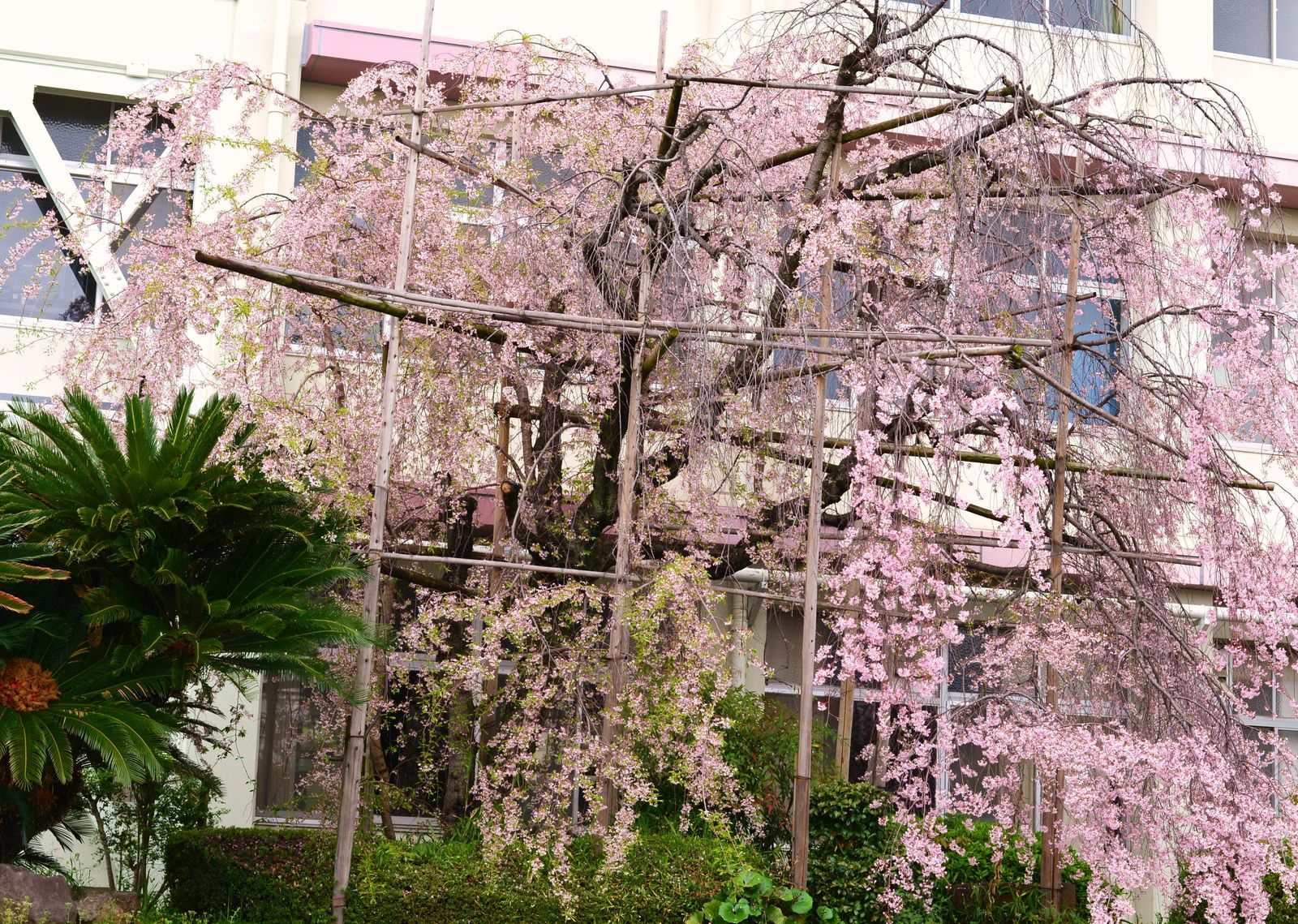 花の命は短くて 続 桜塚高校の桜 ｕｍｅｄａ ｐａｌｅｔｔｅ