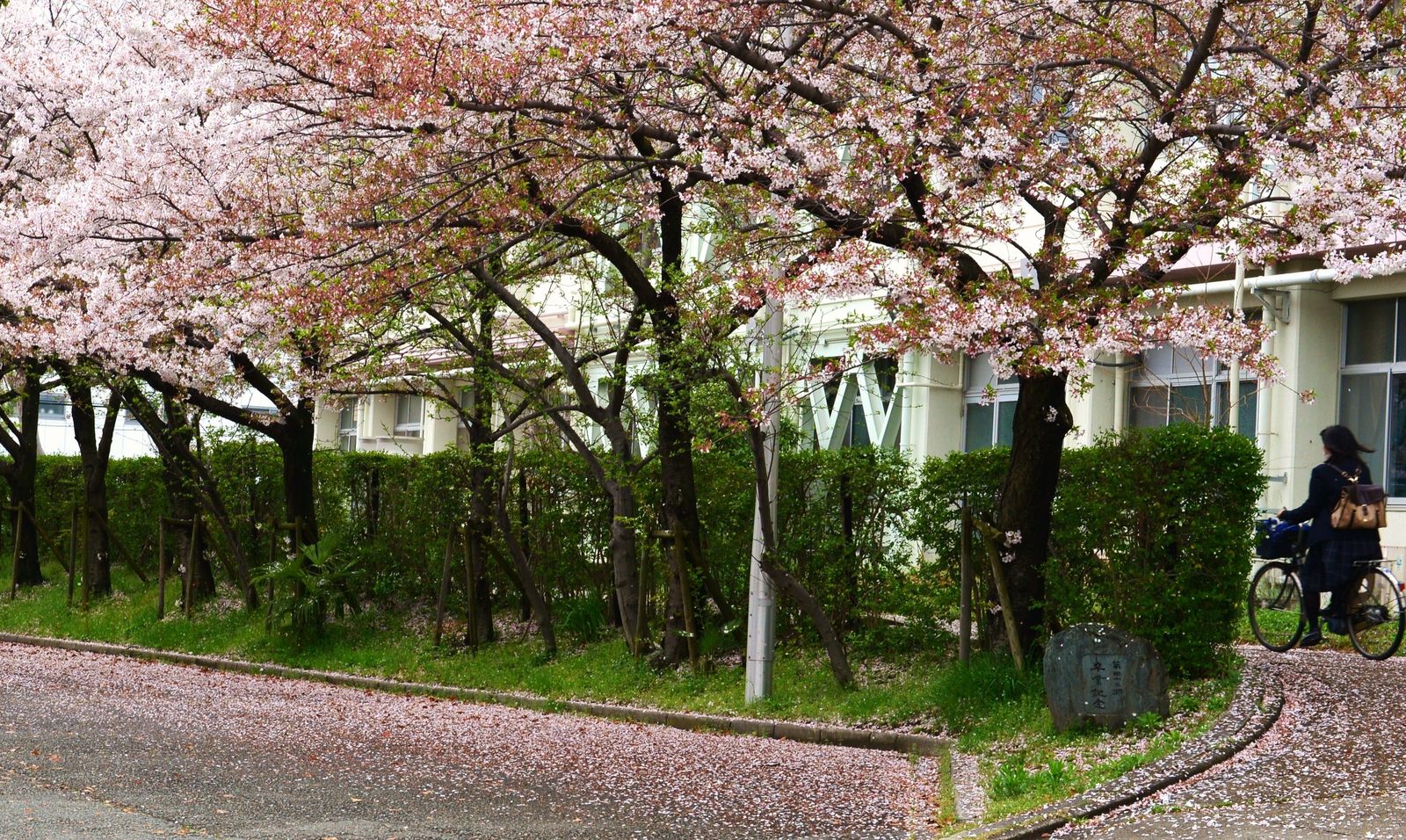 花の命は短くて 続 桜塚高校の桜 ｕｍｅｄａ ｐａｌｅｔｔｅ