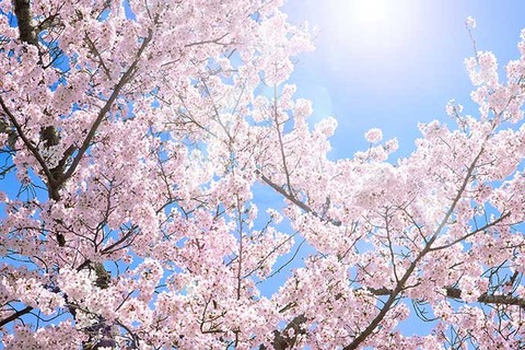 桜