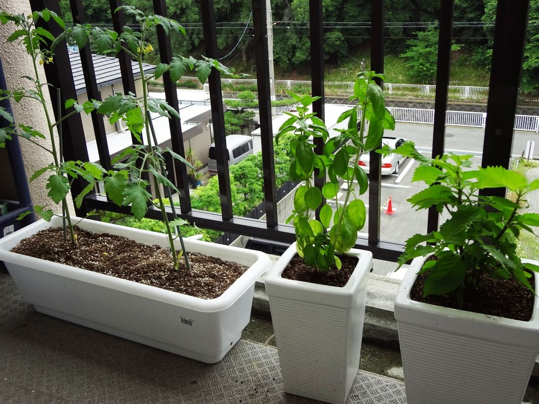 グリーンカーテン 海の見える場所