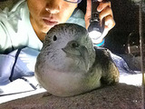 御蔵島 オオミズナギドリ