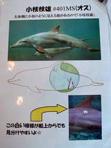 御蔵島 小枝枝雄